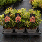 Pieris japonský (Pieris japonica) ´CARNAVAL´ - výška 20-30 cm, kont. C2L